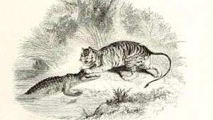 Old black and white illustration of a tiger and crocodile fighting | Corporate-Government "Tiger Team" Gutted GMO Regulations - Watershed Sentinel