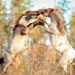 Two Stallions Fighting - photo © Kelly Willson