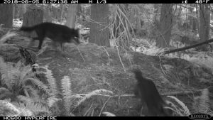 Wolves in the bush, taken by a trail camera