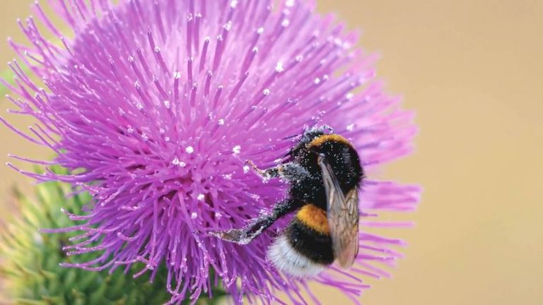 Watershed Sentinel - Canada’s Award-Winning Environmental Magazine
