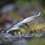 Wild salmon running a river