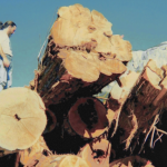 Rick at the Squamish log sort yard, 2001
