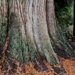 Christoph Steeger and old-growth cedar, by Heather Pritchard