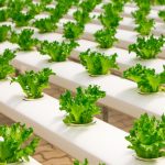lettuces growing in hydroponic rows