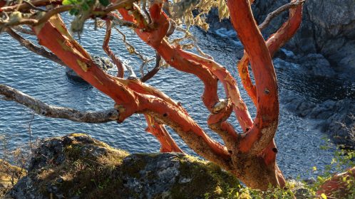 Arbutus tree on bluff overlooking water