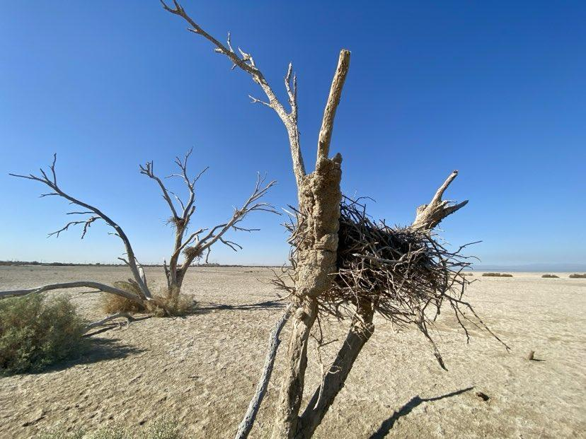 Desert landscape with bird nests in snags in foreground