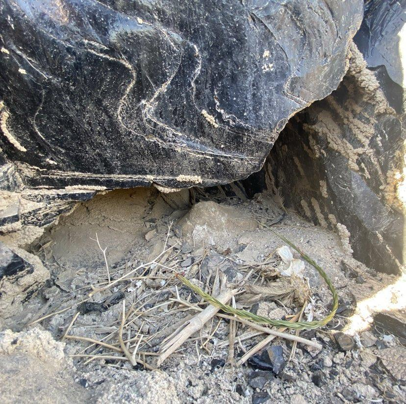 sweetgrass in nest filled with bird bones