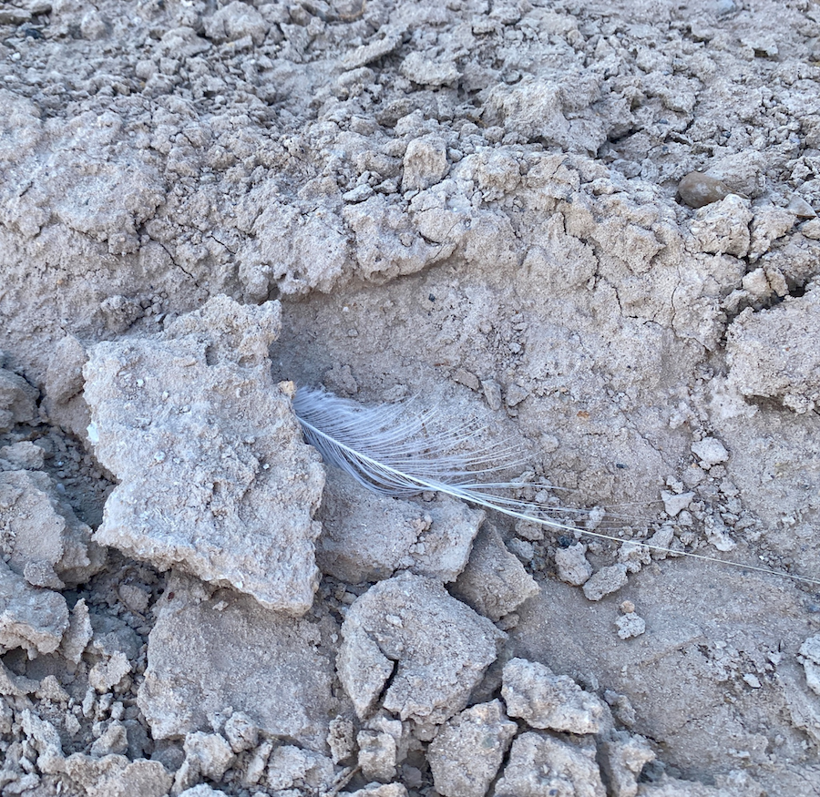 white feather on dry ground