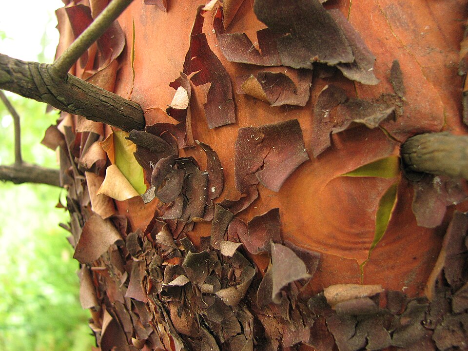 Pacific Madrone Arbutus menziesii Peeling tree bark