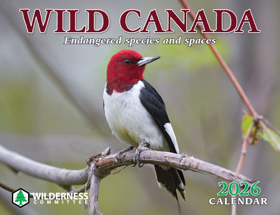 Calendar + Subscription Special Holiday Offer!