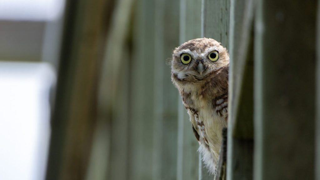 Burrowing Owl
