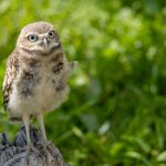 Burrowing Owl