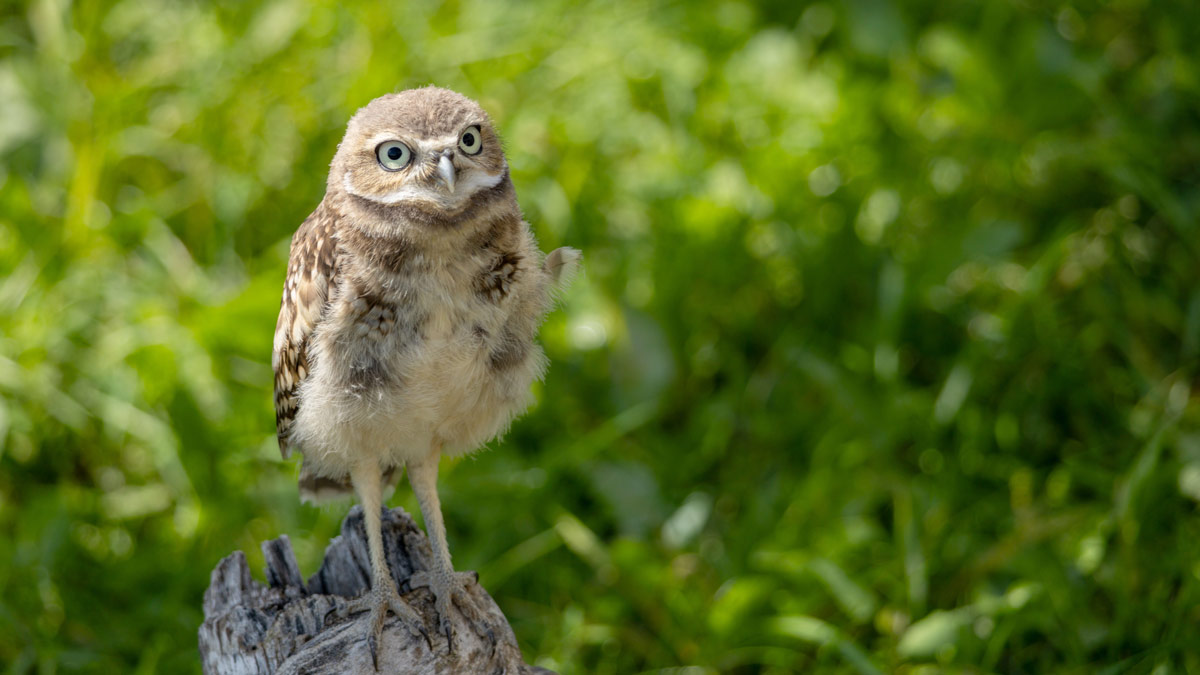 Burrowing Owl