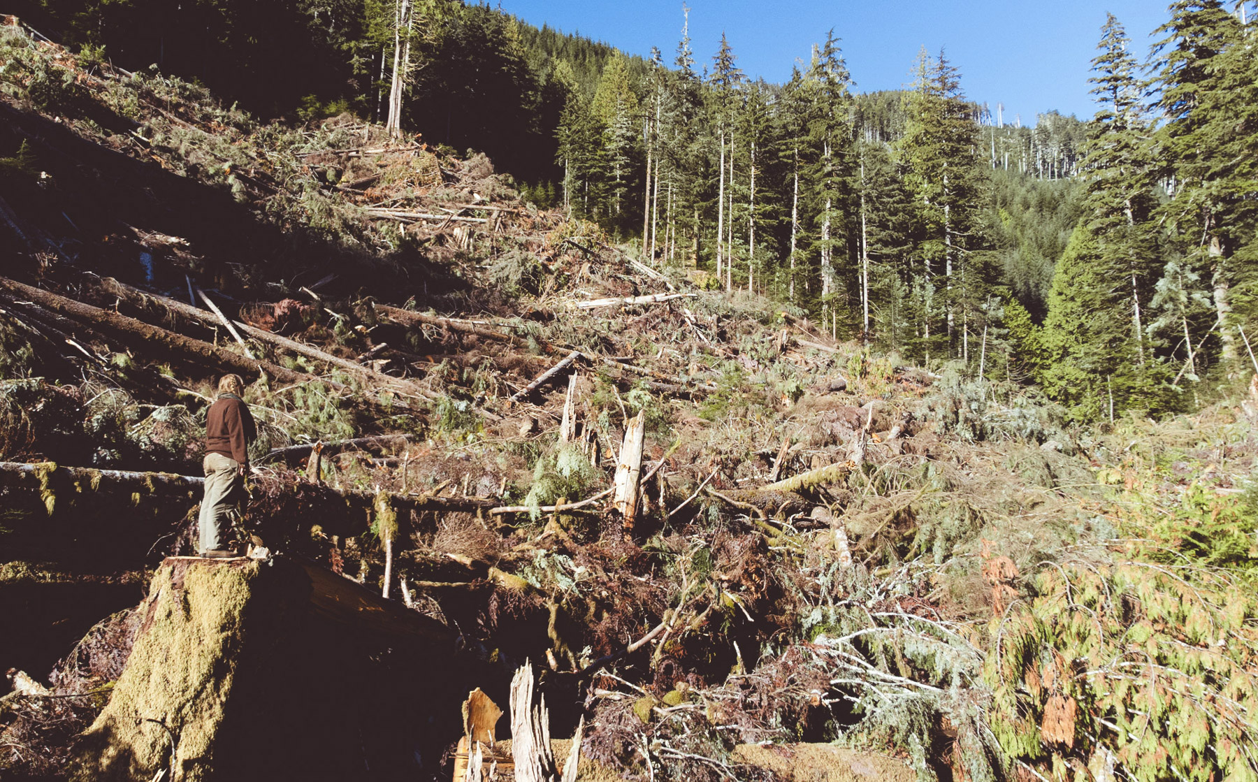 Protester standing on a tree stump at the Walbran Blockade 2025
