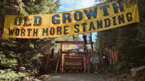 Watershed Sentinel - Walbran Blockade 2025 - Photo by Hazel Volk