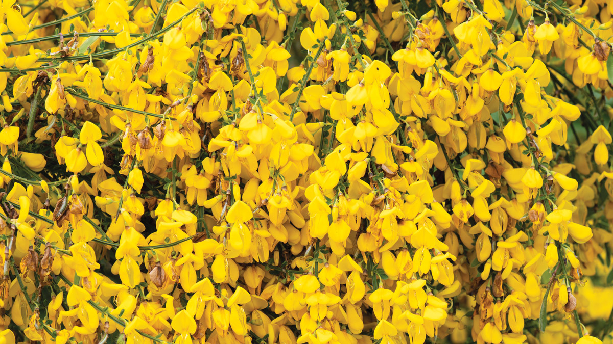 Broom by Thomas Quine