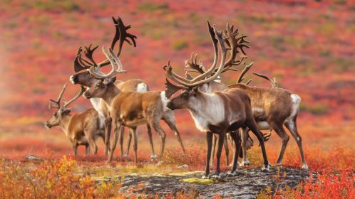 Caribou herd