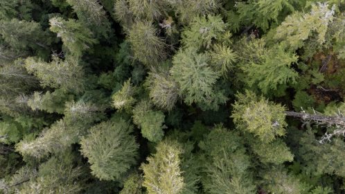 Tsitika Mountain by Hazel Volk