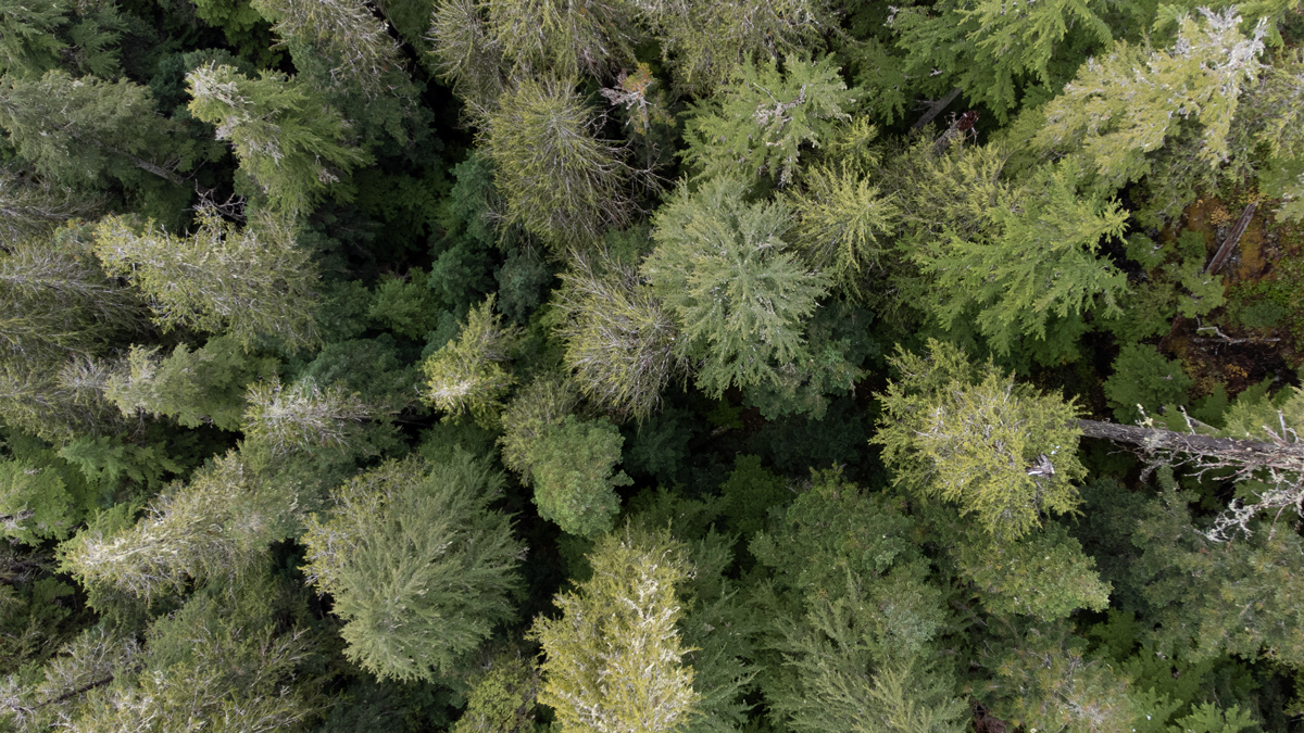 Tsitika Mountain by Hazel Volk