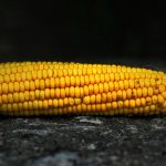Corn to illustrate GMO food - Photo by Kris Sevinc (Unsplash)