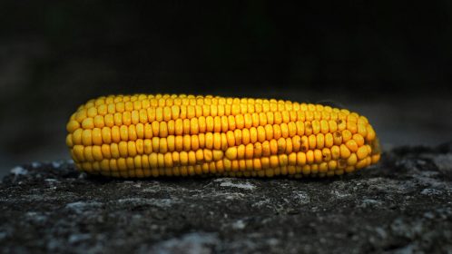 Corn to illustrate GMO food - Photo by Kris Sevinc (Unsplash)