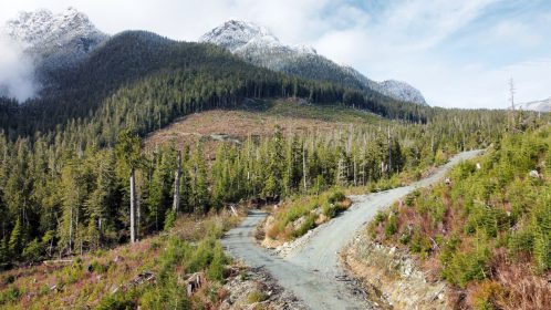 Tsitika Mountain logging