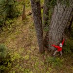 Geoff Senichenko hugs ancient yelllow cedar in spotted owl habitat. Photo by Wilderness Committee