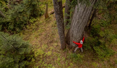 Geoff Senichenko hugs ancient yelllow cedar in spotted owl habitat. Photo by Wilderness Committee
