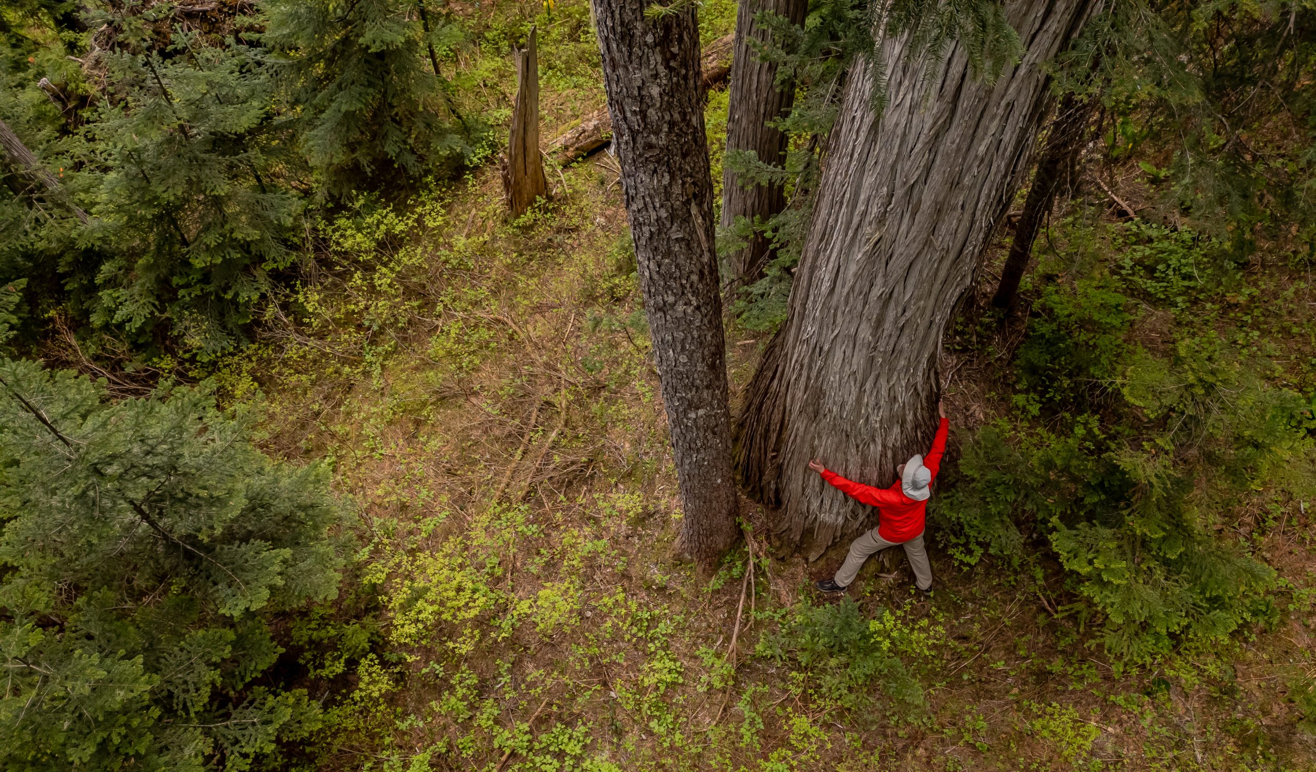 Geoff Senichenko hugs ancient yelllow cedar in spotted owl habitat. Photo by Wilderness Committee