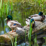 Mallards in the marsh