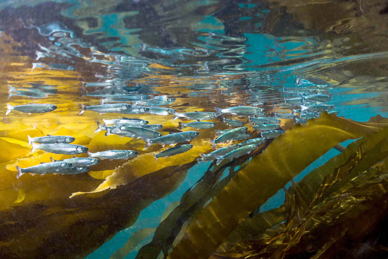 Discovery Islands smolts by Tavish Campbell, Clayoquot Action