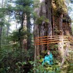 Cedar cut by Teal Cedar on Edinburgh Mountain in 2025 by Joshua Wright