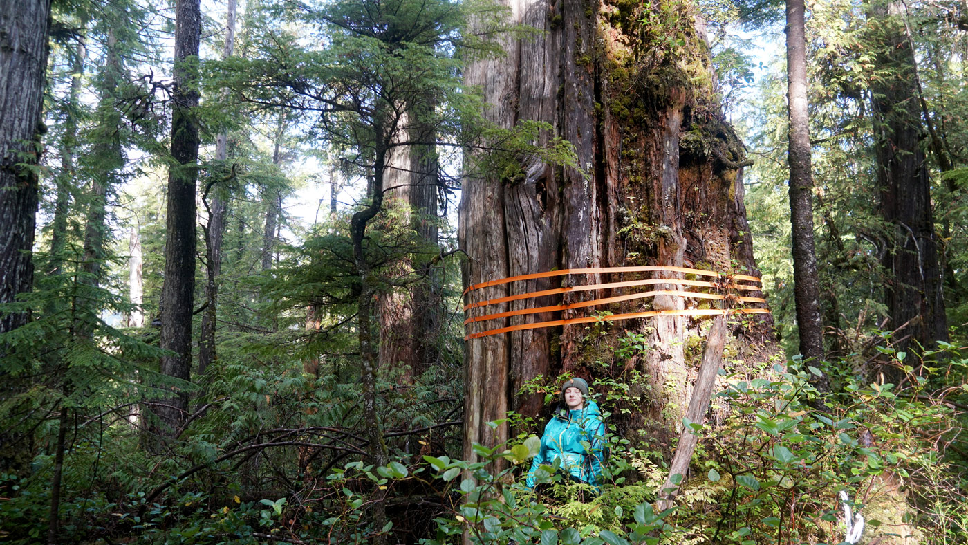 Cedar cut by Teal Cedar on Edinburgh Mountain in 2025 by Joshua Wright