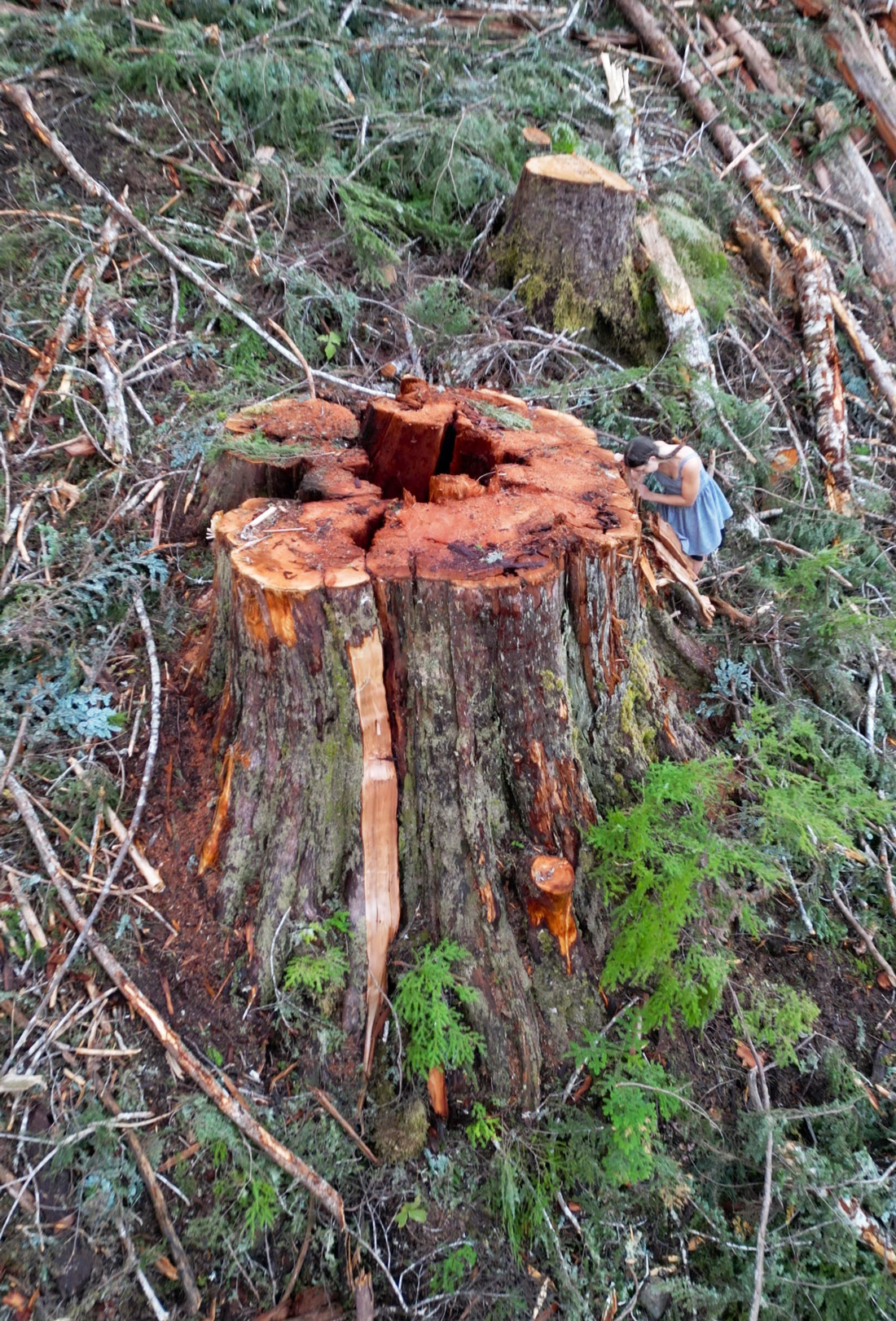 Massive old-growth cedar tree found in 2025 in a Western Forest Products cutblock near Grant Bay, west of Quatsino Sound. By Joshua Wright
