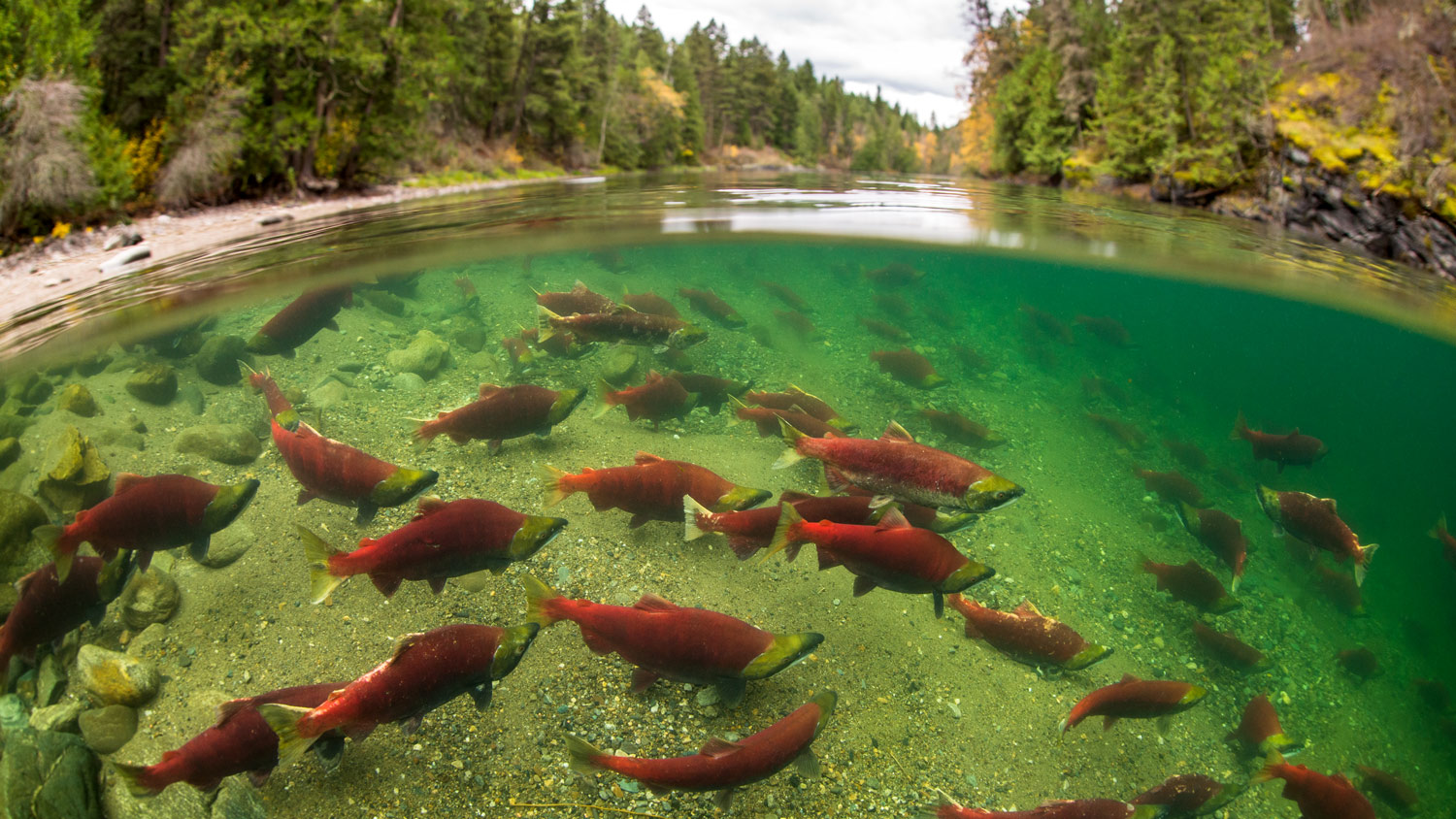 Sockeye salmon by Tavish Campbell, Clayoquot Action