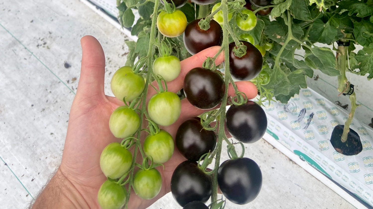 Purple Tomato™ by Norfolk Healthy Produce