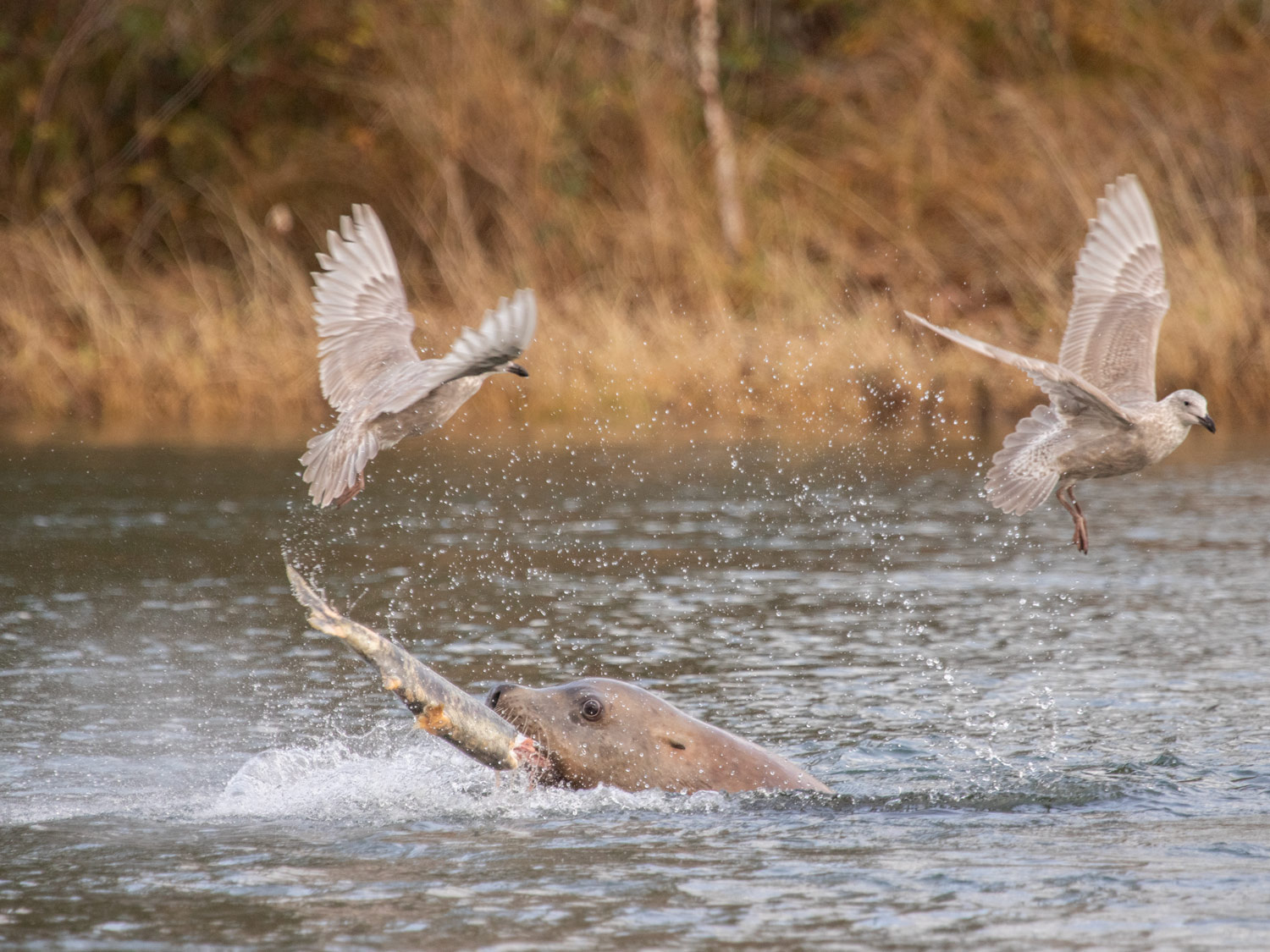 A sea lion catching salmon in the Courtenay river / by Hazel Volk