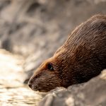 Beaver by Tim Umphreys / Unsplash