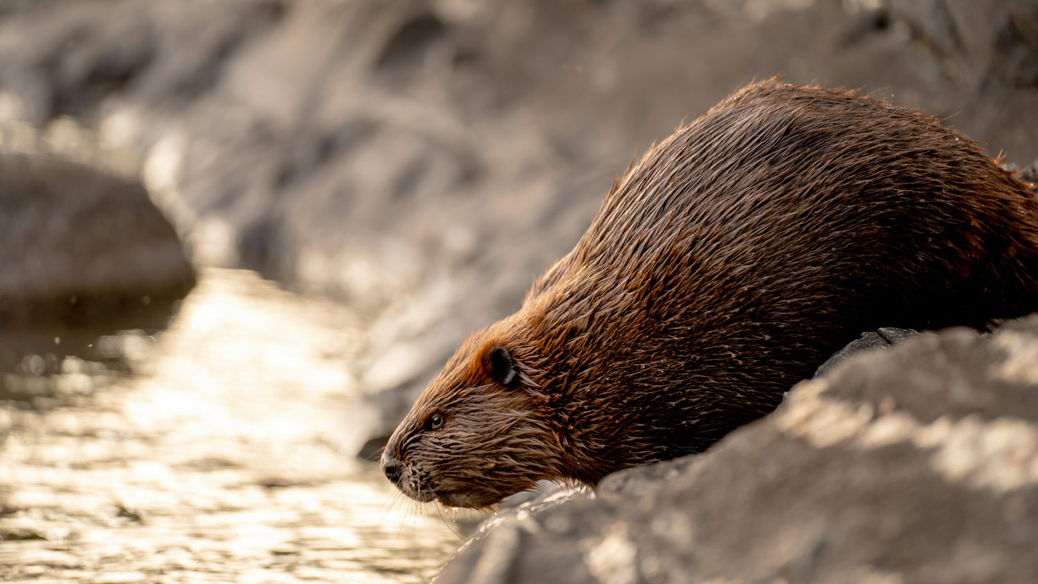 Beaver by Tim Umphreys / Unsplash