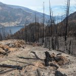 Photo by The Interior / Bush Creek Fire Adams Lake, BC