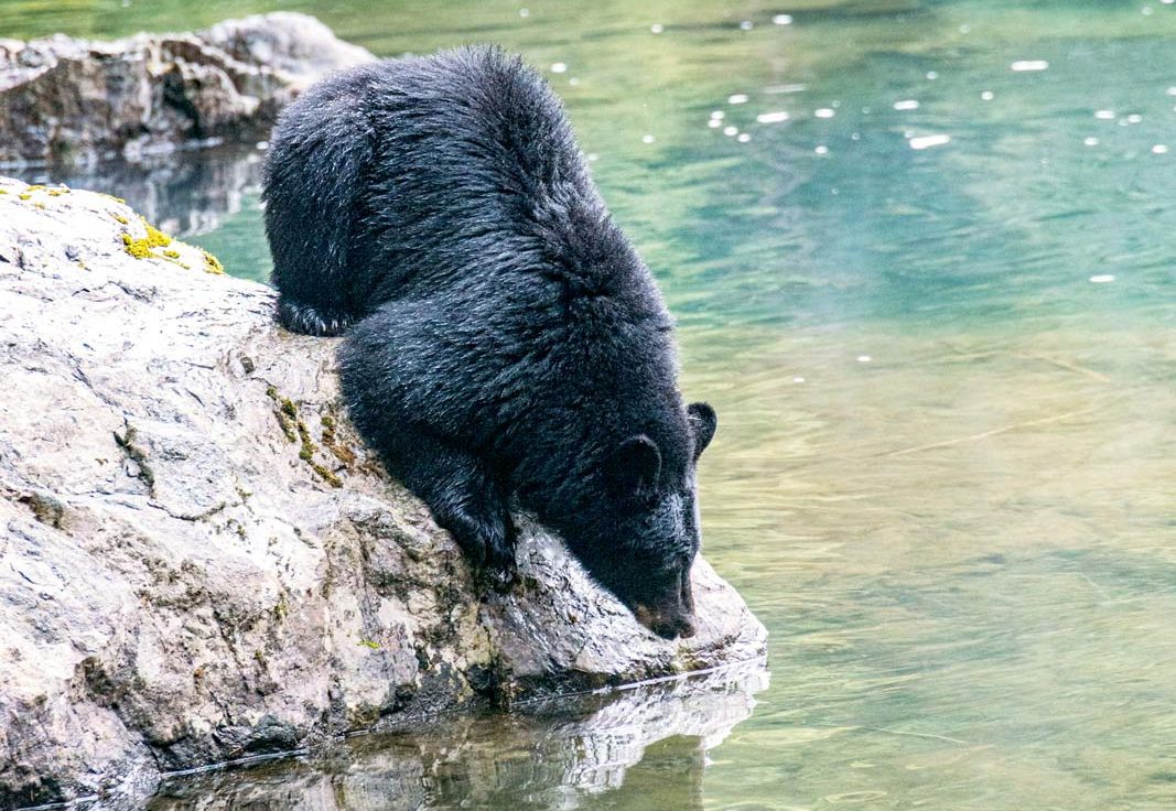Black bear drinking in a river by Rafael Peier/Unsplash