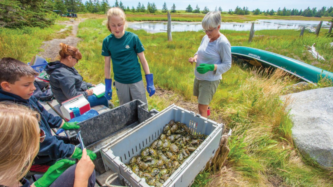 Participants in Parks Canada’s educational program Gone Crabbin’ measure and record the carapace widths of a sampling of green crabs. Photo by Parks Canada